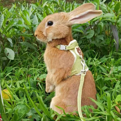 Harnais et laisse pour lapin